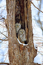 Two sleepy Ural owls (Strix uralensis)  in hollow tree trunk, Mikasa, Hokkaido, Japan, January