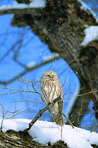 Ural owl (Strix uralensis) perched on branch with snow falling on its head, Shizunai, Hokkaido, Japan, March