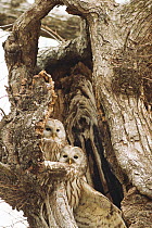 Two ural owls (Strix uralensis) looking out from tree trunk, Shizunai, Hokkaido, Japan, March