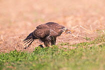 Common Buzzard (Buteo buteo) with mouse it has just caught, Germany, September