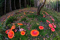 Fly Agaric (Amanita muscaria) toadstools in woodland, Germany, October