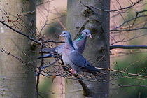Stock Dove (Columba oenas) pair perched on branches, Germany, March