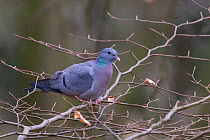 Stock Dove (Columba oenas) perched on bare branches, Germany, March