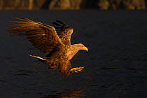 White-tailed Eagle (Haliaeetus albicilla) hunting fish at dusk, Norway, June