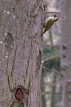 Green Woodpecker (Picus viridis) female on tree trunk and with Red Squirrel (Red squirrel) emerging from hole in the tree, Germany, April