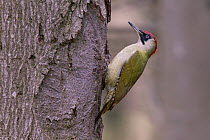 Green Woodpecker (Picus viridis) female on tree trunk, Germany