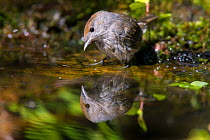 Blackcap (Sylvia atricapilla) female reflected in water, Germany, July