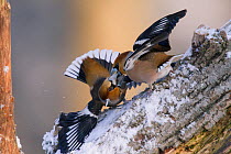 Hawfinches (Coccothraustes coccothraustes) fighting, Germany, February