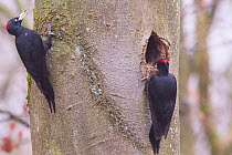 Black Woodpecker (Dryocopus martius) pair at nest hole, female on left, male on right, Germany, March