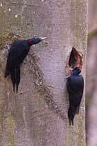 Black Woodpecker (Dryocopus martius) pair at nest hole, left female, right male, Germany, March