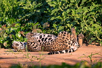 Jaguar (Panthera onca) female rolling, Pantanal, Brazil