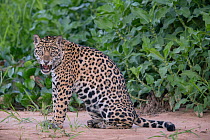 Jaguar (Panthera onca) female snarling, Pantanal, Brazil