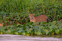 Jaguar (Panthera onca) male standing near river edge, Pantanal, Brazil