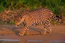 Jaguar (Panthera onca) male walking near waters edge, Pantanal, Brazil