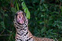 Jaguar (Panthera onca) male yawning, Pantanal, Brazil