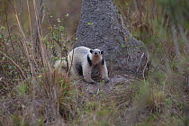 Southern Tamandua (Tamandua tetradactyla) investigating termite mound, Pantanal, Brazil