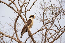 Laughing Falcon (Herpetotheres cachinnans), Pantanal, Brazil