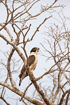 Laughing Falcon (Herpetotheres cachinnans), Pantanal, Brazil