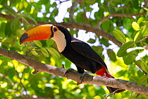 Toco Toucan (Ramphastos toco), Pantanal, Brazil