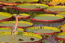 Striated Heron (Butoriodes striatus) on Giant water Lily, Pantanal, Brazil