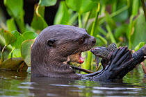 Giant Otter (Pteronura brasiliensis) eating fish, Pantanal, Brazil