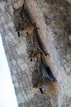 Long-nosed Bat (Rhynchonycteris naso) at daytime roosting site, Pantanal, Brazil