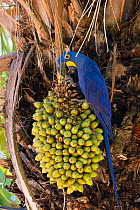 Hyacinth Macaw (Anodorhynchus hyacinthinus) eating nuts of Acari Palm, one of their favourite foods, Pantanal, Brazil