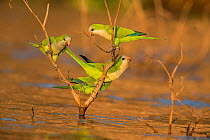 Monk Parakeet (Myiopsitta monachus) perched on branch in the middle of river, Pantanal, Brazil