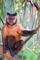 Brown Capuchin Monkey (Cebus apella) dominant male, Mato Grosso do sul, Brazil