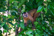 Brown Capuchin Monkey (Cebus apella) female, Mato Grosso do sul, Brazil