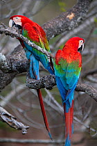Red-and-Green Macaws (Ara chloropterus), Mato Grosso do sul, Brazil