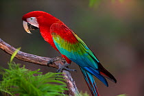 Red-and-Green Macaw (Ara chloropterus), Mato Grosso do sul, Brazil