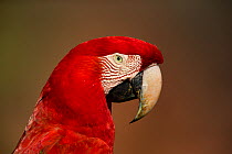 Red-and-Green Macaw (Ara chloropterus), Mato Grosso do sul, Brazil