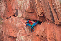 Red-and-Green Macaws (Ara chloropterus) at the nest, Mato Grosso do sul, Brazil