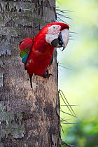 Red-and-Green Macaw (Ara chloropterus) at the nest, Mato Grosso do sul, Brazil