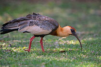 Buff-necked ibis (Theristicus caudatus hyperorius) foraging, Mato Grosso do sul, Brazil