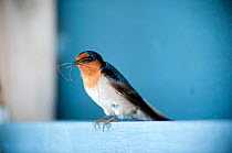 Welcome Swallow (Hirundo neoxena) with nesting material. Christchurch, New Zealand, October.