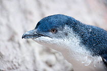 Little Blue Penguin (Eudyptula minor), rescued and rehabilitated by the Antarctic Centre. Captive. Christchurch, New Zealand, October.