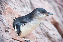 White-flippered variety of the Little Blue Penguin (Eudyptula minor albosignata), rescued and rehabilitated by the Antarctic Centre. Captive. Christchurch, New Zealand, October.