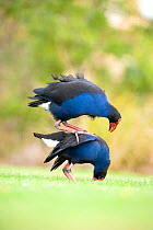 Pukeko (Porphyrio porphyrio melanotus) pair mating. Christchurch, New Zealand, October. Sequence 2 of 3.