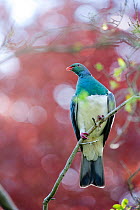 Kereru / New Zealand Pigeon (Hemiphaga novaeseelandiae). Christchurch, New Zealand, October.