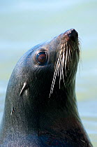 New Zealand Fur Seal (Arctocephalus forsteri) head portrait. Kaikoura, New Zealand, October.