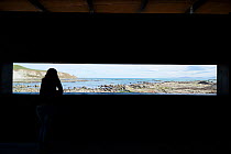 A tourist viewing through hide window over coastal landscape. Kaikoura, New Zealand, October.