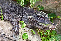 West African Dwarf Crocodile (Osteolaemus tetraspis) Captive, from West Africa,  Vulnerable.
