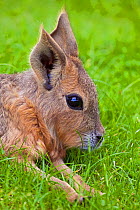 Young Patagonian Cavy / Mara (Dolichotis patagonum). Captive. Southern South America,