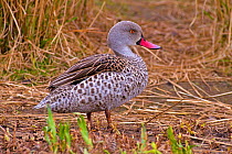 Male Cape Teal (Anas capensis). Endemic to Sub-Saharan Africa. Captive.