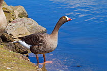 Lesser White-fronted Goose (Anser erythropus) by water. Endemic to Arctic Eurasia. Vulnerable. Captive.