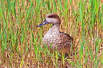 Marbled Teal (Marmaronetta angustirostris). Endemic to southern Spain, northern Africa through Mid East to western China. Vulnerable. Captive.