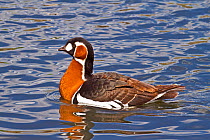 Red-breasted Goose (Branta ruficollis) on water. Captive. Endemic to Siberia. Endangered. Captive.