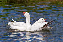 Ross's Geese (Chen rossii) displaying and calling on water. Captive. Endemic to Arctic Canada.